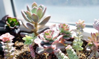 多肉的扦插方法与步骤图解（多肉扦插的方法和注意事项）