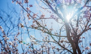 枝繁叶茂的三角梅如何进行控养（枝繁叶茂的三角梅如何进行控养养护）
