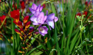 香雪兰一盆栽几个种球（香雪兰一盆种几颗种子）