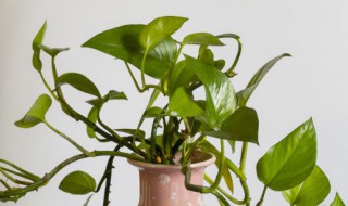 过期牛奶如何浇灌绿萝叶片油绿 过期牛奶怎么浇绿萝