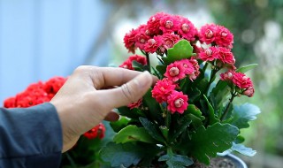 成熟的长寿花如何养花芽分化的更快（长寿花成熟的样子）