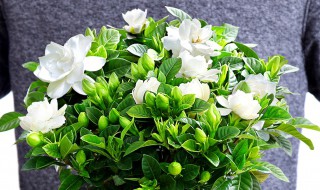 如何养殖栀子花让它开花似雪（如何养殖栀子花让它开花似雪花）