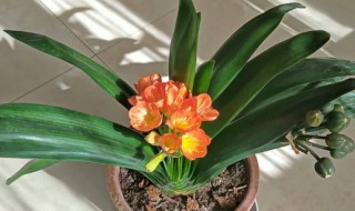 君子兰根腐如何预防容易生长 君子兰根腐病的发病原因及防治