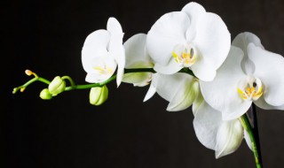 如何养出观赏性极高的君子兰 我要看君子兰怎么养