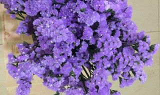 勿忘我怎么做干花（勿忘我怎么做干花的视频）