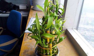 富贵竹怎么剪枝再水养（富贵竹太长了可以截成两段吗）