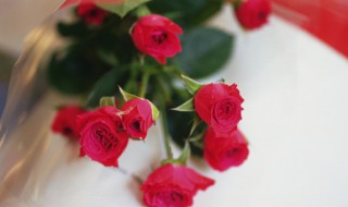 修剪半月的月季如何养护疯长（修剪半月的月季如何养护疯长枝）