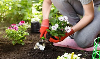 夏季养护长寿花如何避免根腐 怎样防止长寿花烂根