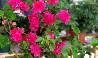 羊粪肥如何养三角梅开花一整盆（羊粪怎么给三角梅施肥）