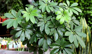 鸭掌木如何修剪打顶挤满小侧芽(鸭掌木如何修剪造型)