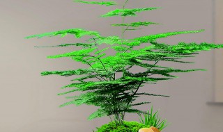 春季文竹如何正确的打顶 文竹新枝打顶