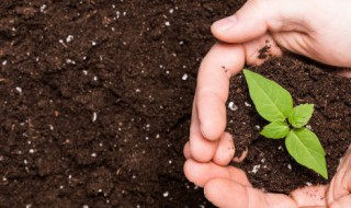 核桃青皮可以做肥料吗（核桃青皮可以做肥料吗有毒吗）