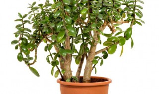 绿宝树如何判断是否该浇水（幸福树与绿宝树图片对比）