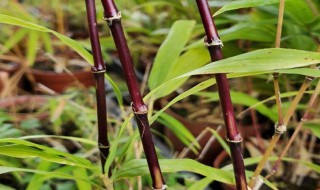 家里养紫竹的禁忌 十大名贵竹子品种有哪些