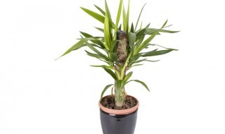 富贵竹怎么养护越养越旺盛（富贵竹怎么养护越养越旺盛呢）