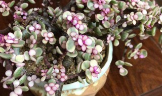 雅乐之舞浇水的正确方法和注意事项（雅乐之舞的浇水方式）