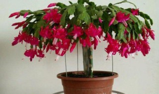 嫁接的蟹爪兰如何养护株型饱满 嫁接的蟹爪兰如何养护株型饱满呢