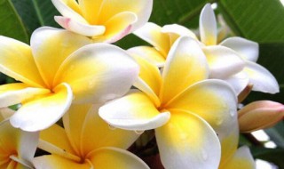 鸡蛋花北方如何养护生长旺盛不掉苞 鸡蛋花北方怎么过冬