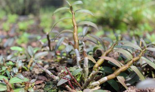 如何挑选铁皮石斛(如何挑选铁皮石斛干条)
