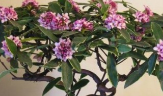 金边瑞香怎么修剪方法（金边瑞香修剪方法视频）