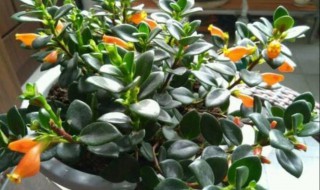 金鱼吊兰浇水的正确方法(金鱼吊兰的浇水方法和注意事项)