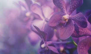 兰花盆土如何进行杀菌（兰花盆土如何进行杀菌防治）