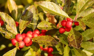 冬青怎么醒花 冬青怎么浇水