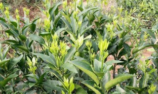 桔子树叶子卷曲原因与处理方法 桔子树叶子卷曲原因与处理方法图解