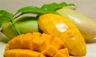 青芒怎么催熟不会烂（青芒怎么催熟不会烂果）