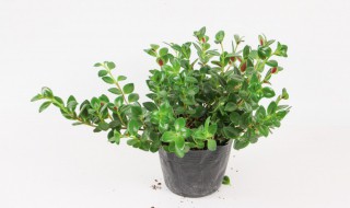 扦插金鱼吊兰如何施肥养护 扦插金鱼吊兰视频