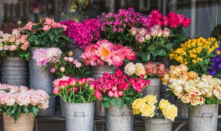 豆浆浇花的正确方法 豆浆如何浇花