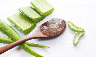 什么植物吸甲醛最好（哪种植物除甲醛效果最好）