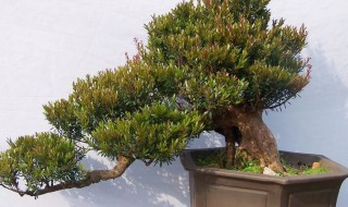 赤楠盆景养护方法 赤楠盆景养护方法有哪些