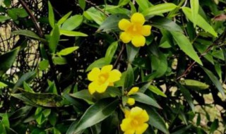 一年四季都开花的爬藤植物 排名第一的最耐阴的月季花