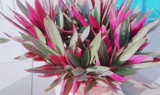 紫露兰盆栽吊兰怎么养 紫露兰吊兰怎么养才能更旺盛