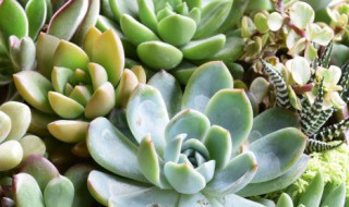 多肉贵货有哪些品种（精品多肉有哪些品种）