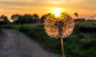 会飞的植物都有哪些（会飞的植物都有哪些种类）