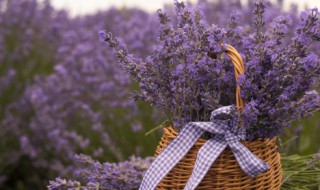 薰衣草10月份还有花吗（薰衣草10月份还有花吗图片）