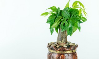 发财树长虫子用什么药 发财树长虫子用什么药水