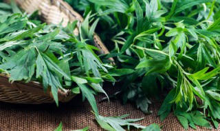 艾叶是热性的吗（艾叶是热性的吗凉性的）
