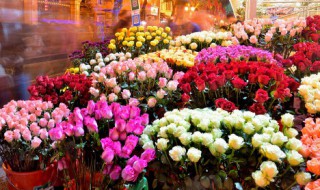 玫瑰花的种子是什么样子的 玫瑰花的种子是什么样子的有图片吗