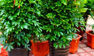 梦幻摇钱树怎么养的窍门（梦幻摇钱树的养殖方法和注意事项）