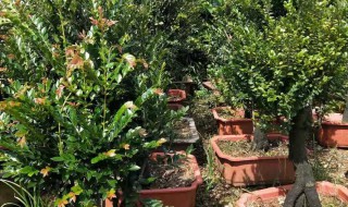 小叶紫檀怎么修剪枝叶（小叶紫檀怎么修剪枝叶视频）