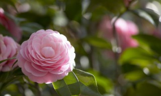 养鱼的水可以直接浇花吗 养鱼的水可不可以浇花