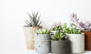 厚脸皮植物可以水培吗 厚脸皮能水培吗