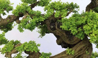 铁包金盆景养护方法(铁包金盆景名贵吗)