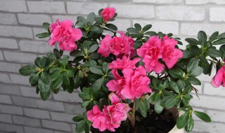 杜鹃花换盆前如何进行修剪（杜鹃花换盆的注意事项）