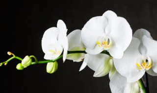 如何用水苔栽种蝴蝶兰长势良好（怎样用水苔栽蝴蝶兰）