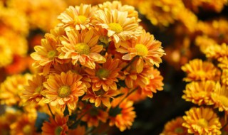 送烈士什么花 送烈士什么花篮