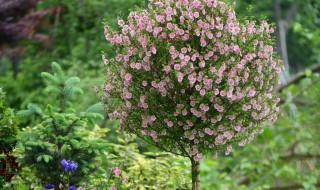 盆栽朱槿如何修剪长成棒棒糖(盆栽朱槿如何修剪长成棒棒糖花)